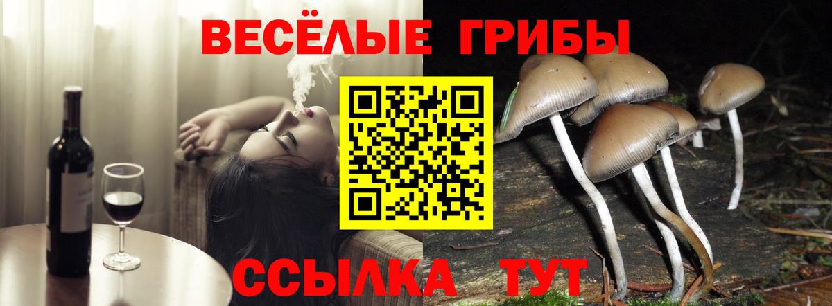 Псилоцибиновые грибы Psilocybe Анжеро-Судженск